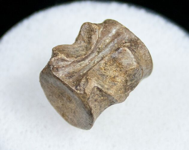 Champsosaurus Vertebrae (Cretaceous Reptile) #10822